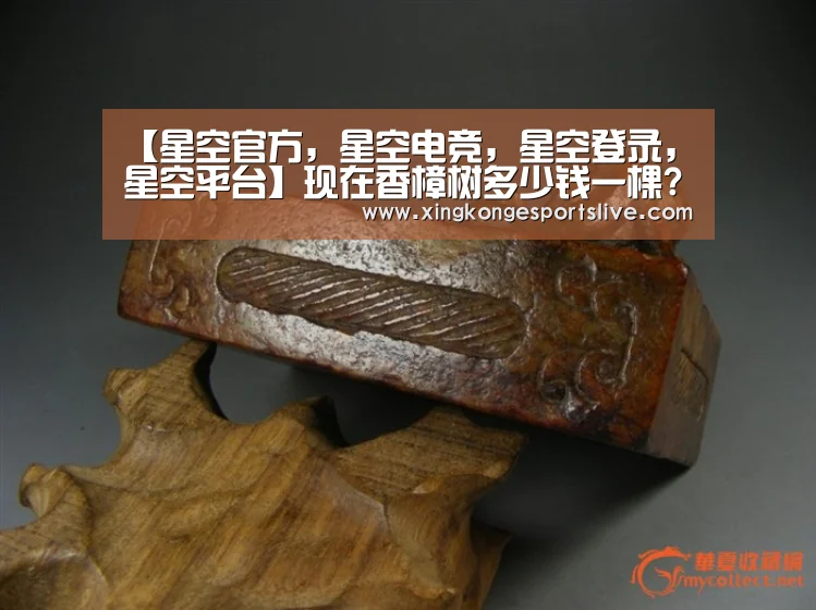 【星空官方,星空电竞,星空登录,星空平台】现在香樟树多少钱一棵?有哪些价值及生长习性?(图1) 星空官方,星空电竞,星空登录,星空平台