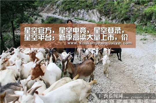 星空官方,星空电竞,星空登录,星空平台:新季高粱大量上市,价格走势将如何?(图2) 星空官方,星空电竞,星空登录,星空平台