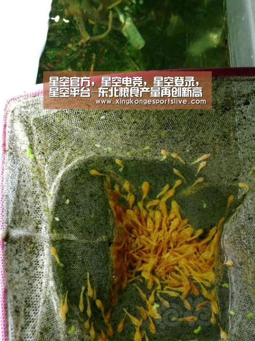 星空官方,星空电竞,星空登录,星空平台-东北粮食产量再创新高全国增长最快贡献最大(图2) 星空官方,星空电竞,星空登录,星空平台